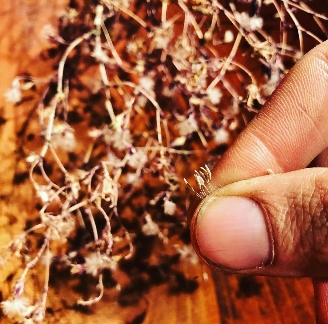 November: Winnowing